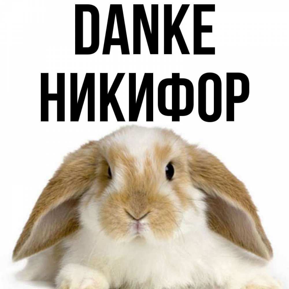 Открытка на каждый день с именем, Никифор Danke коричнево белый заяц Прикольная открытка с пожеланием онлайн скачать бесплатно 
