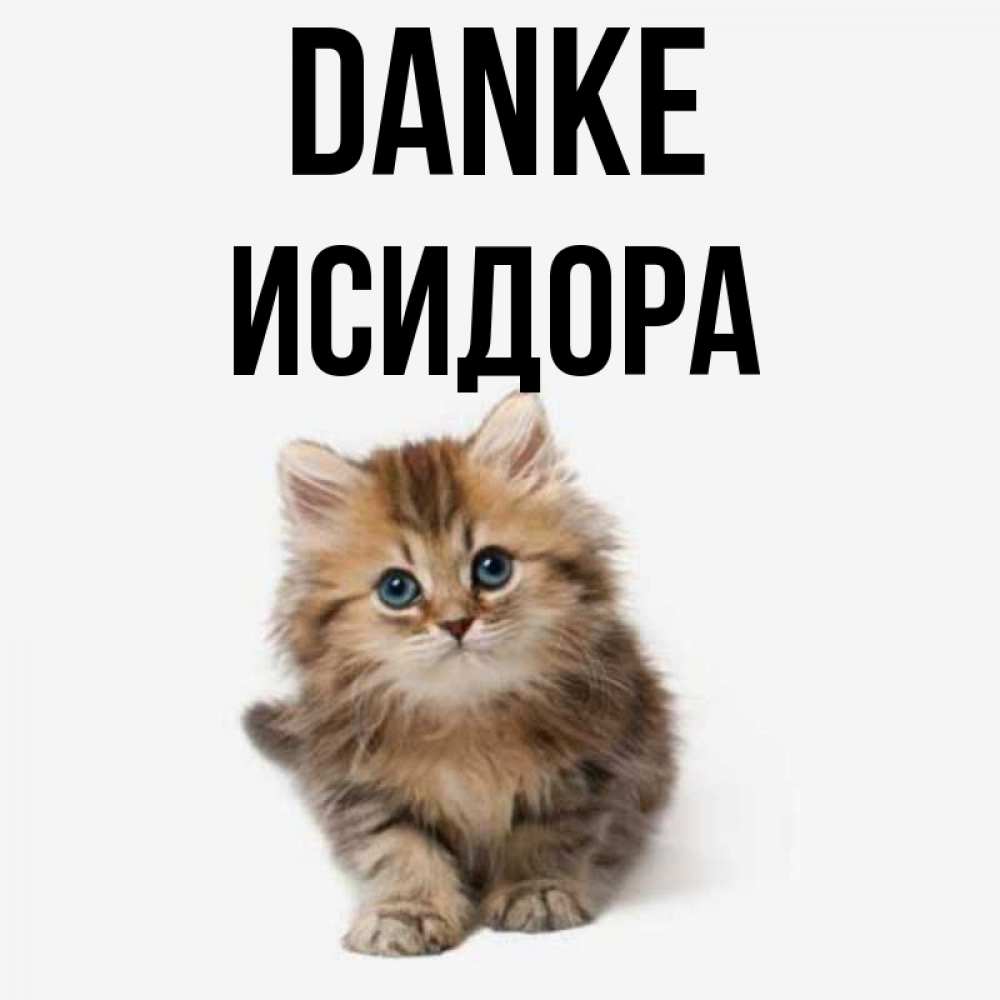 Открытка на каждый день с именем, Исидора Danke пушистый котик Прикольная открытка с пожеланием онлайн скачать бесплатно 