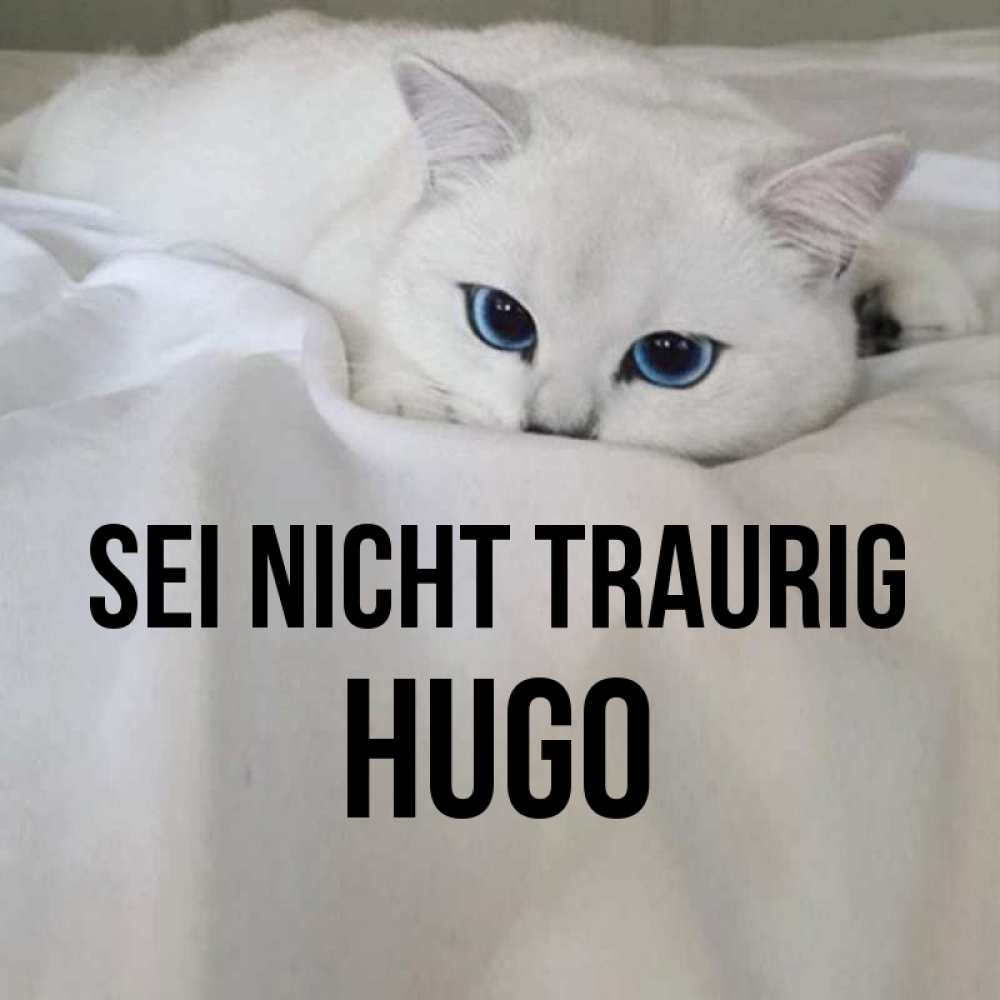 Открытка на каждый день с именем, Hugo Sei nicht traurig Голубоглазая кошка Прикольная открытка с пожеланием онлайн скачать бесплатно 