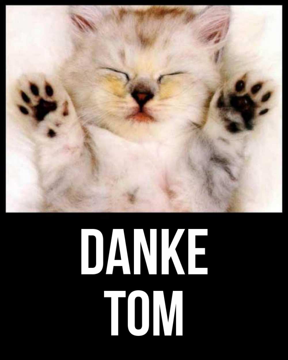 Открытка на каждый день с именем, Tom Danke маленький котенок Прикольная открытка с пожеланием онлайн скачать бесплатно 