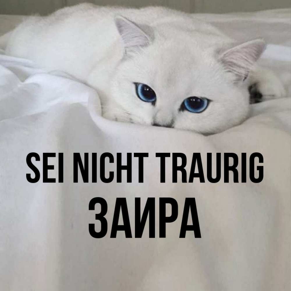 Открытка на каждый день с именем, Заира Sei nicht traurig Голубоглазая кошка Прикольная открытка с пожеланием онлайн скачать бесплатно 