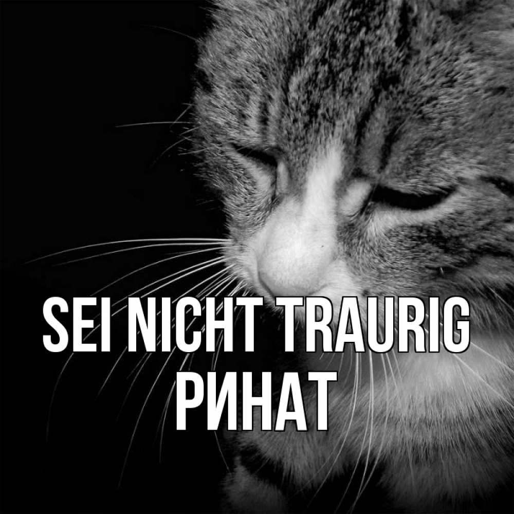 Открытка на каждый день с именем, Ринат Sei nicht traurig грустный котик Прикольная открытка с пожеланием онлайн скачать бесплатно 