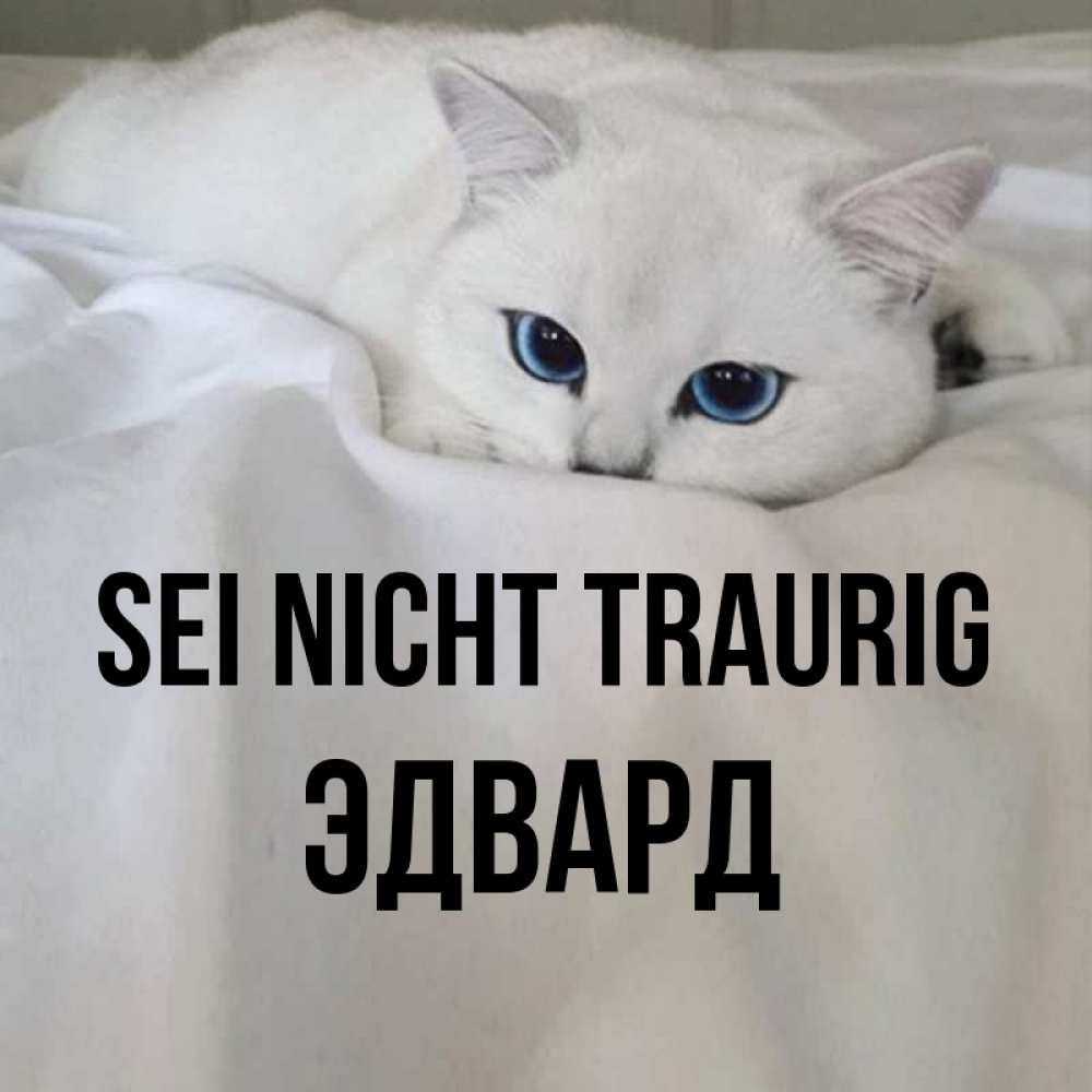 Открытка на каждый день с именем, Эдвард Sei nicht traurig Голубоглазая кошка Прикольная открытка с пожеланием онлайн скачать бесплатно 