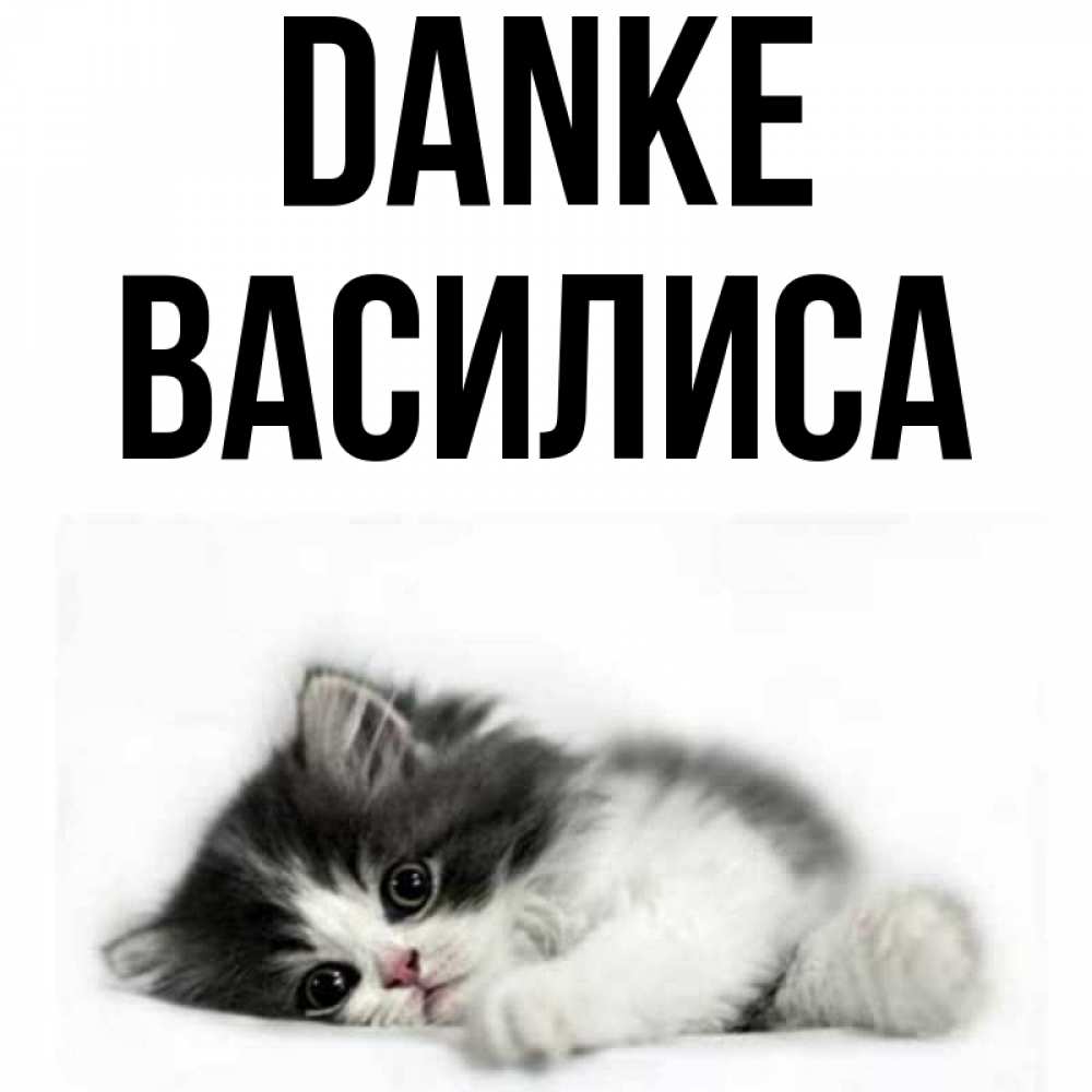Открытка на каждый день с именем, Василиса Danke черный и белый кот Прикольная открытка с пожеланием онлайн скачать бесплатно 