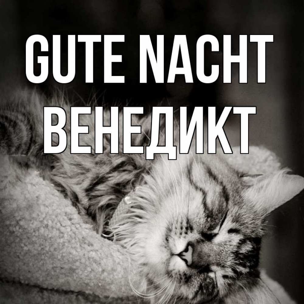 Открытка на каждый день с именем, Венедикт Gute Nacht котярик пушистый Прикольная открытка с пожеланием онлайн скачать бесплатно 
