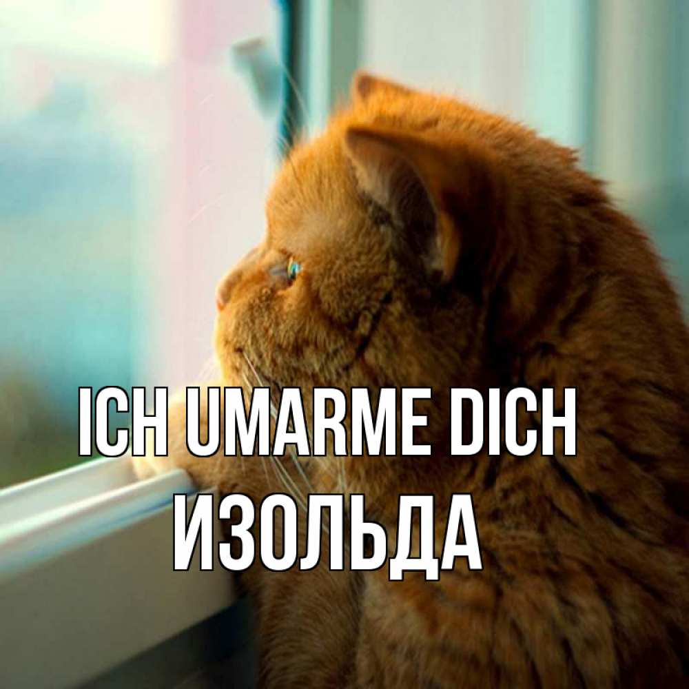 Открытка на каждый день с именем, Изольда Ich umarme dich большой огромный рыжий котяра Прикольная открытка с пожеланием онлайн скачать бесплатно 