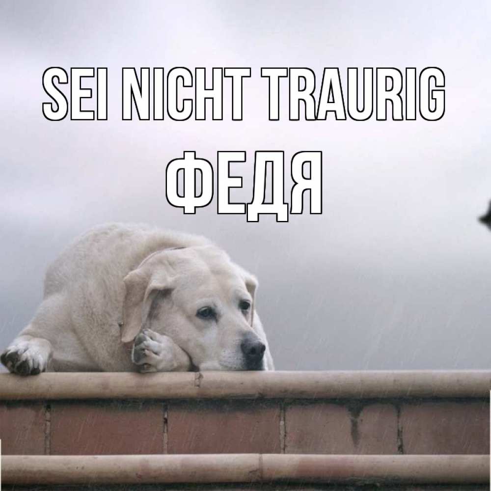 Открытка на каждый день с именем, Федя Sei nicht traurig белый пес 1 Прикольная открытка с пожеланием онлайн скачать бесплатно 
