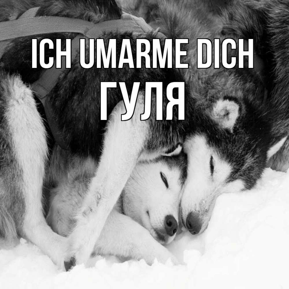Открытка на каждый день с именем, Гуля Ich umarme dich собачки в упряжке Прикольная открытка с пожеланием онлайн скачать бесплатно 
