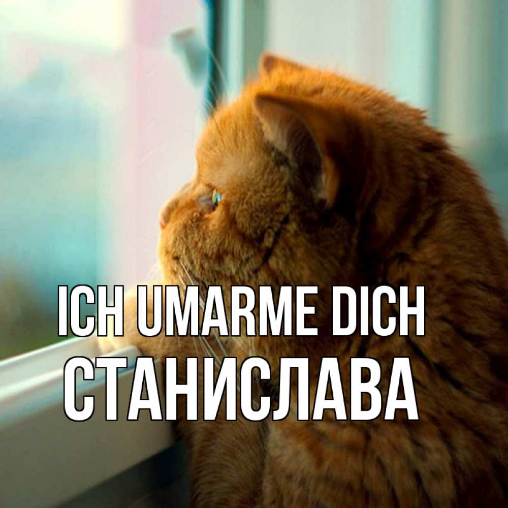 Открытка на каждый день с именем, Станислава Ich umarme dich большой огромный рыжий котяра Прикольная открытка с пожеланием онлайн скачать бесплатно 