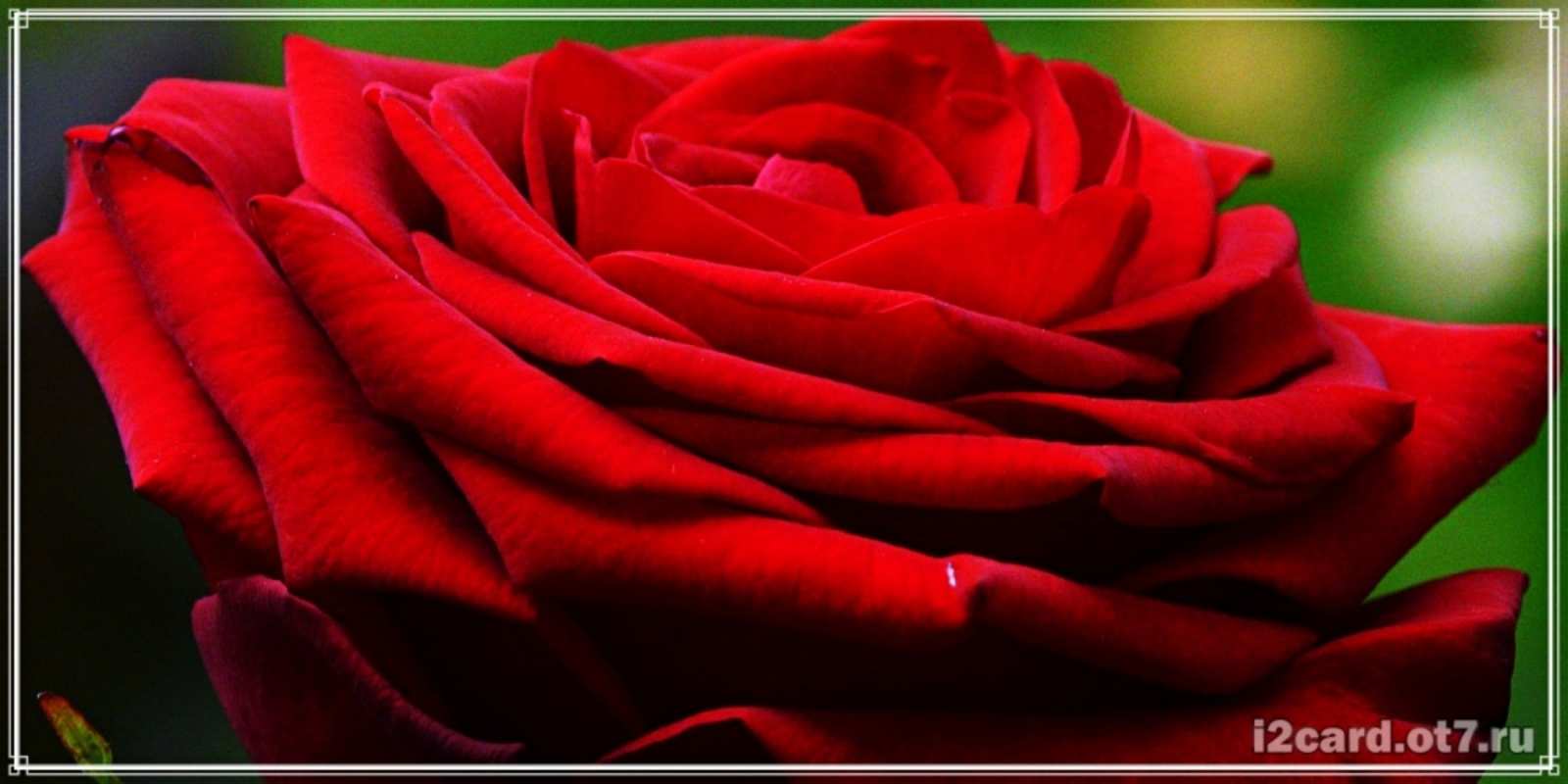 Открытка роза вид сбоку розочка очень красивая Mit Jubiläum 