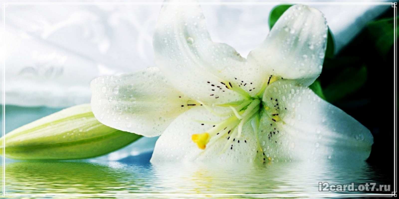 Открытка красивые цветы и открытки с ними лилия на открытке ко дню рождения Mit Jubiläum 