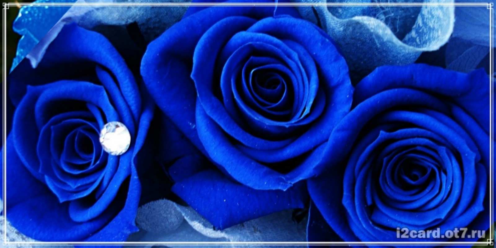 Открытка синяя роза и роса синие розы в росе Mit Jubiläum 