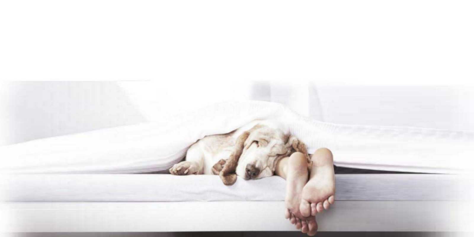 Открытка Открытка спокойной ночи с собакой и ногами кровать с собакой пожелание сладких снов и спокойной ночи  