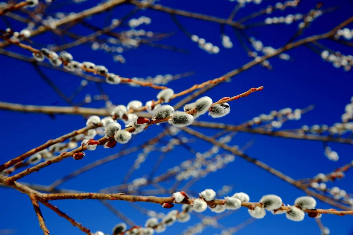 Открытка верба на фоне неба с шишечками   верба  Mit einem Palmsonntag 