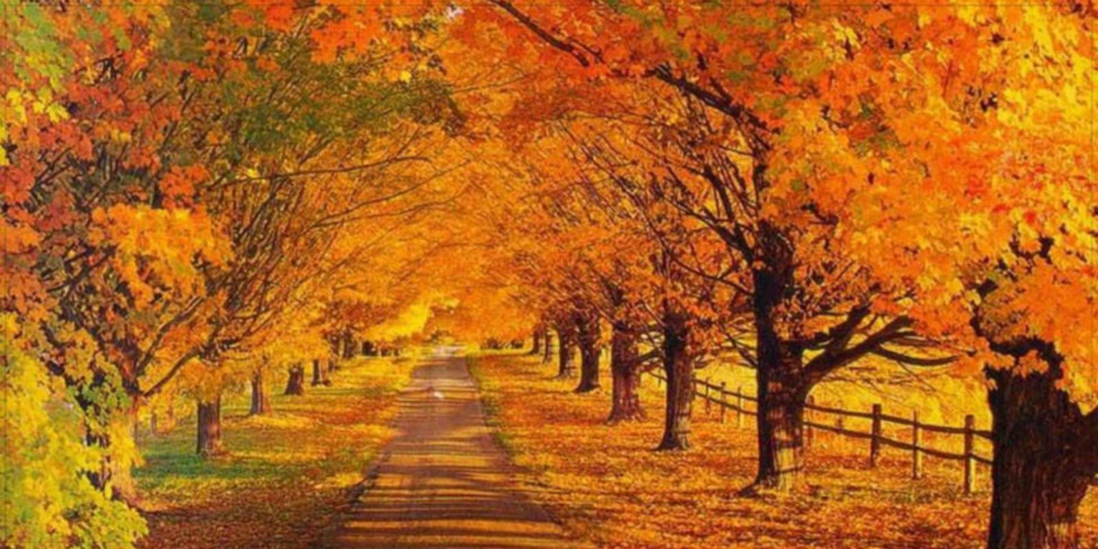 Открытка прекрасного осеннего дня дорога осенью деревья с осенними листьями Einen schönen Tag 