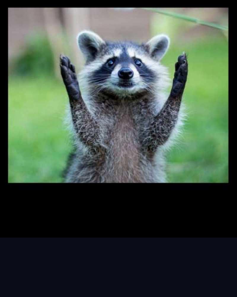 Открытка енот позитив  хорошее настроение утречком  Guten Morgen 