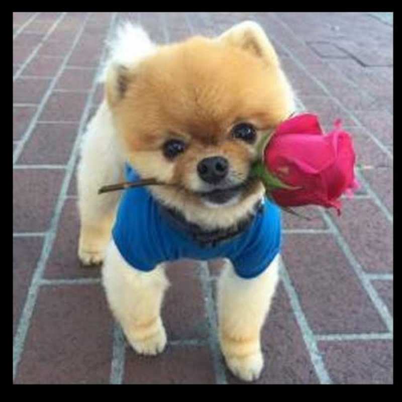 Открытка собка дарит розу  роза в зубах  Guten Morgen 