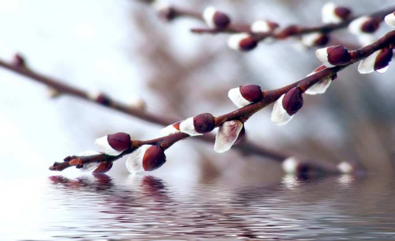 Открытка почки вербы и ручей  верба, ручей  Mit einem Palmsonntag 