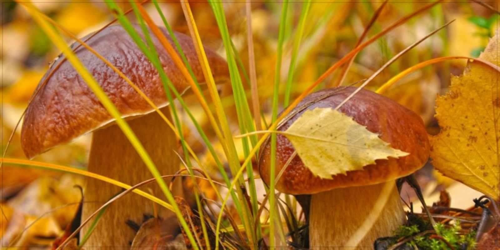 Открытка вот и грибочки хорошего утра осенью осенние грибы  Guten Morgen 