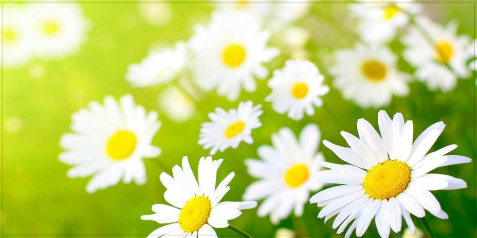 Открытка прекрасные ромашки открытка с ромашками на зеленом фоне Einen schönen Tag 