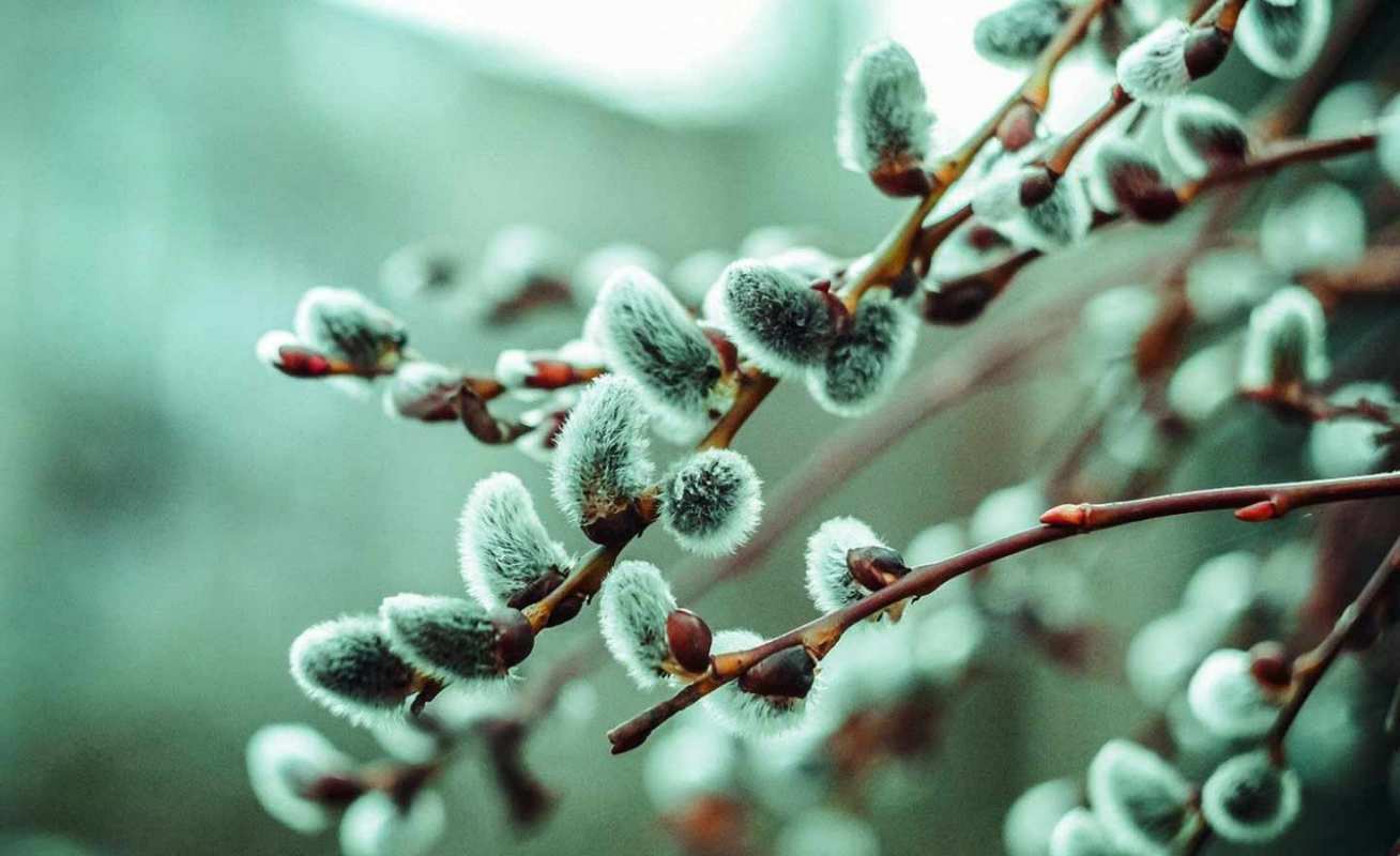 Открытка верба в зеленоватом оттенке   верба  Mit einem Palmsonntag 