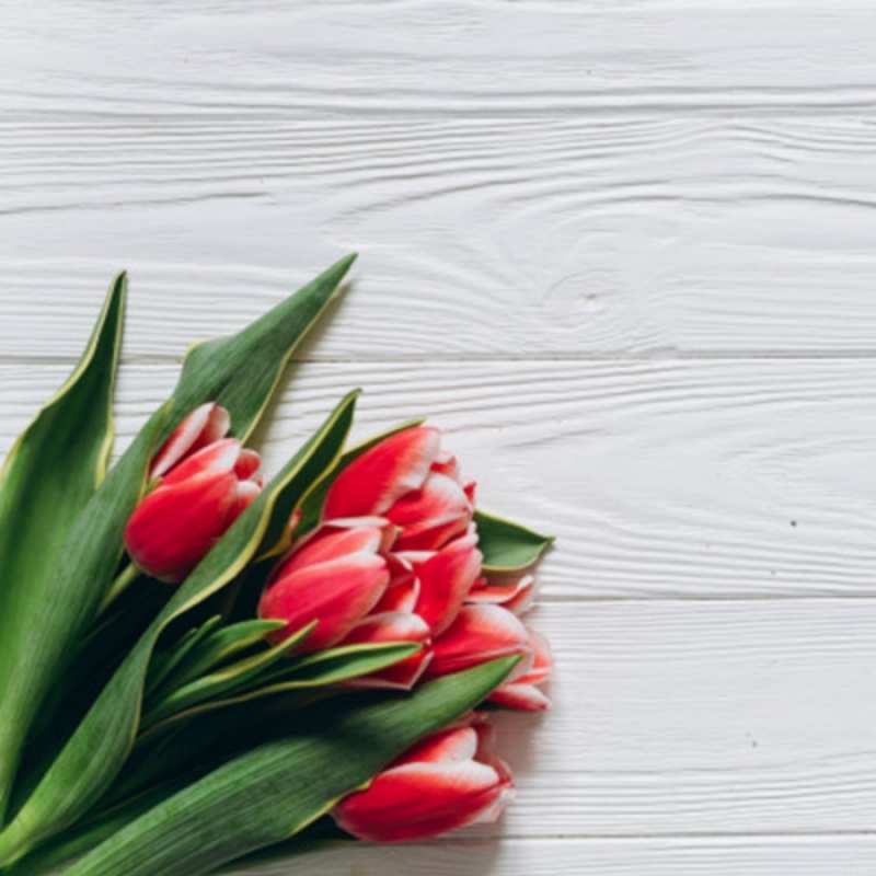 Открытка тюльпаны 2 весна 2 Am 8. März 