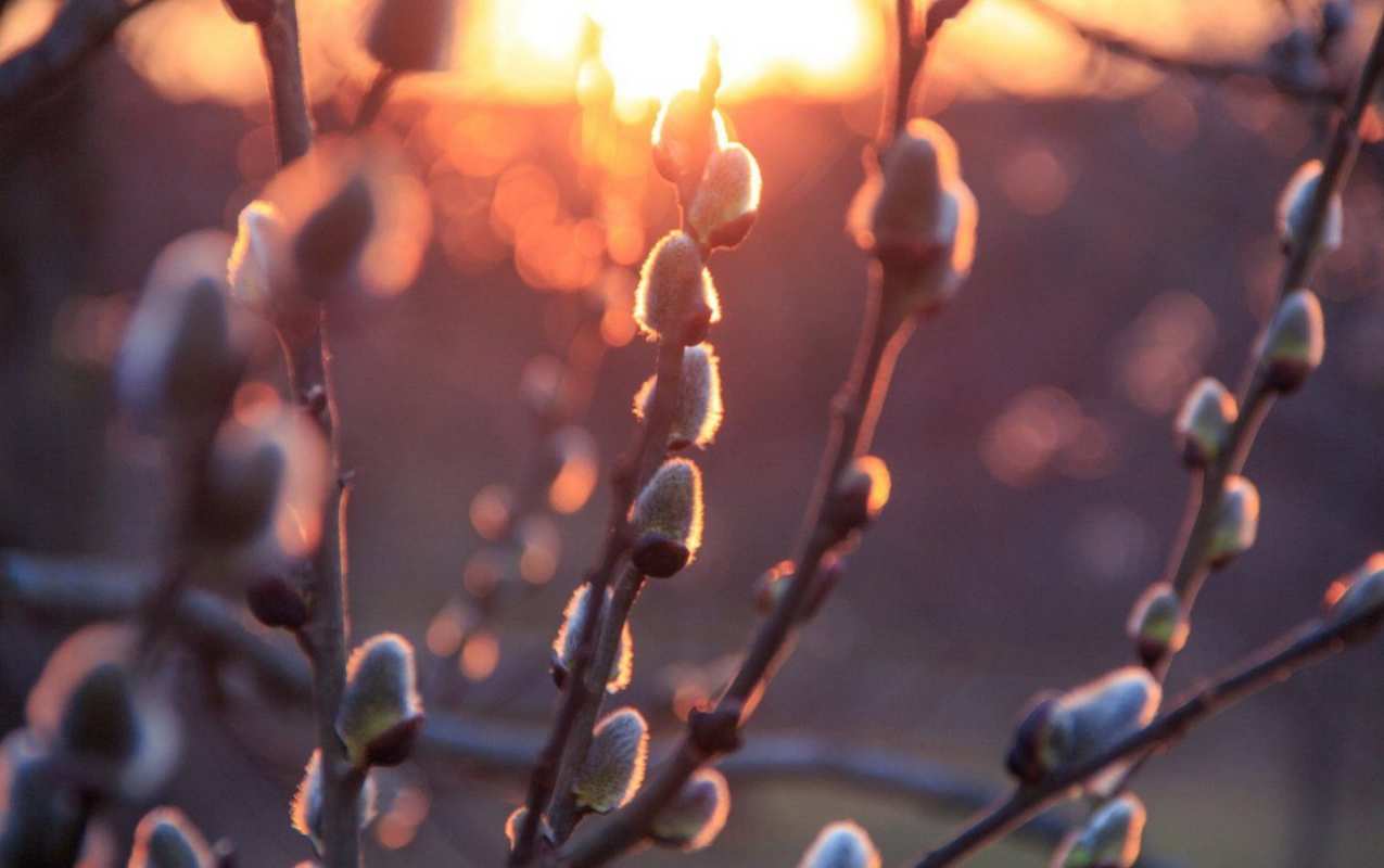 Открытка верба на фоне заката  верба  Mit einem Palmsonntag 