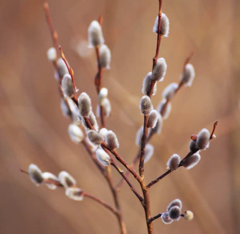 Открытка верба на коричневатом фоне  верба   Mit einem Palmsonntag 