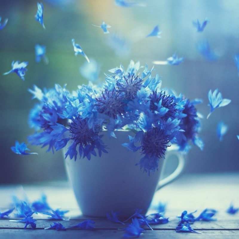 Открытка видимо эти цветы лечат простуду  кружка с зельем и цветами  Gute Besserung 