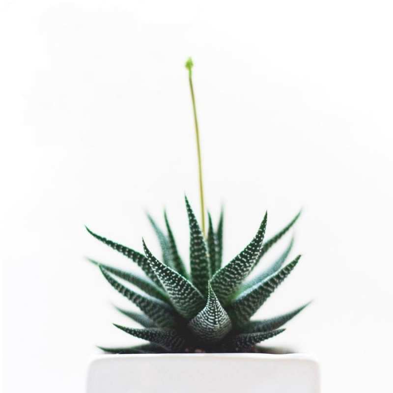 Открытка кактус  короче это непонятная колючка   Gute Besserung 