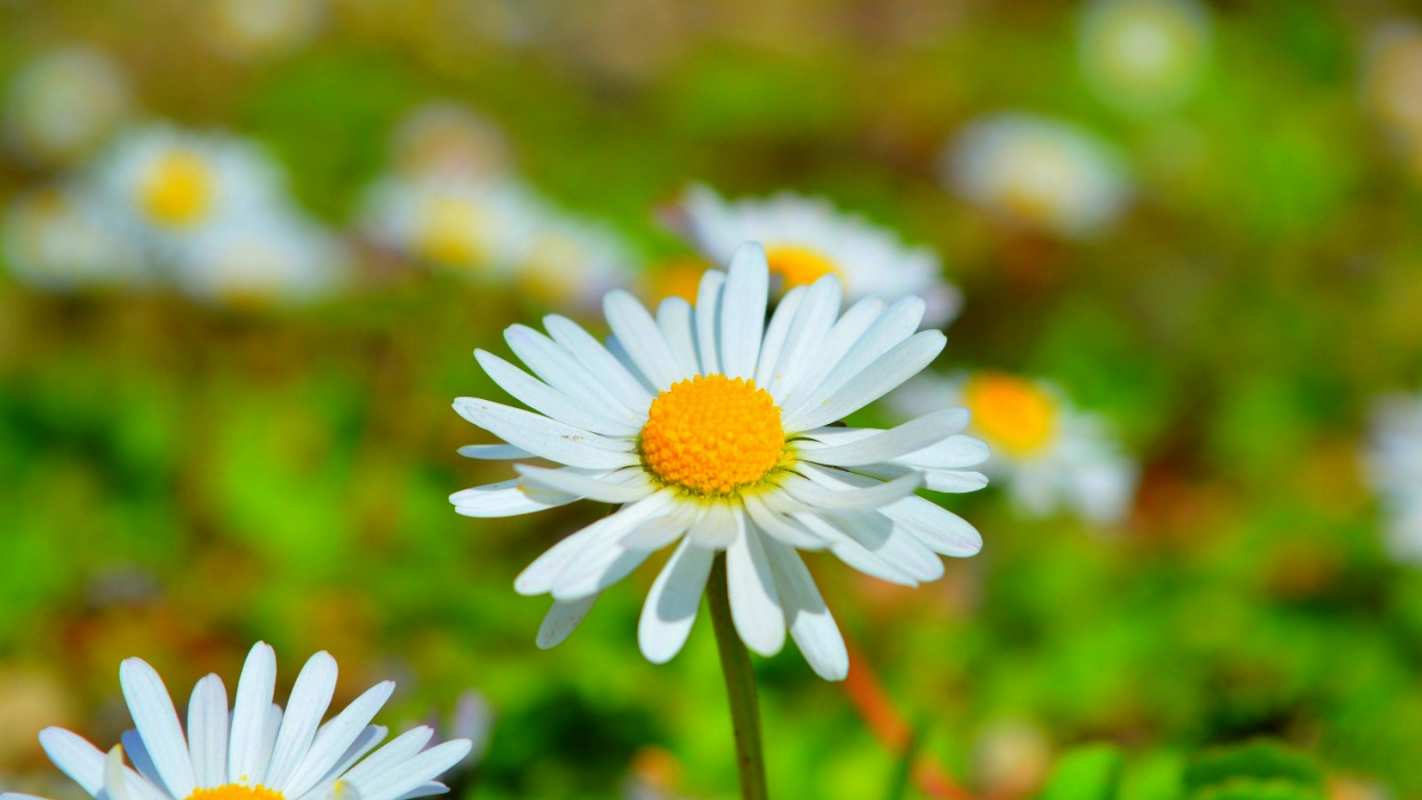 Открытка ромашка и луг  с днем семьи   Mit dem Familientag 