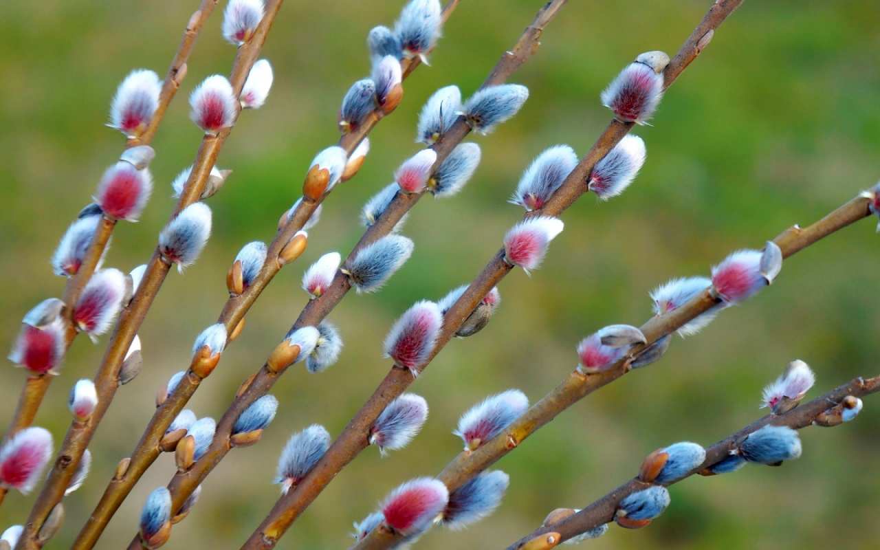 Открытка верба на фоне травы  верба  Mit einem Palmsonntag 