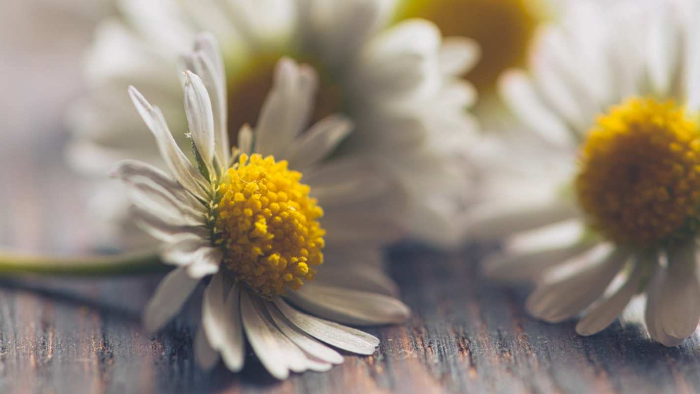 Открытка ромашки   с днем семьи   Mit dem Familientag 