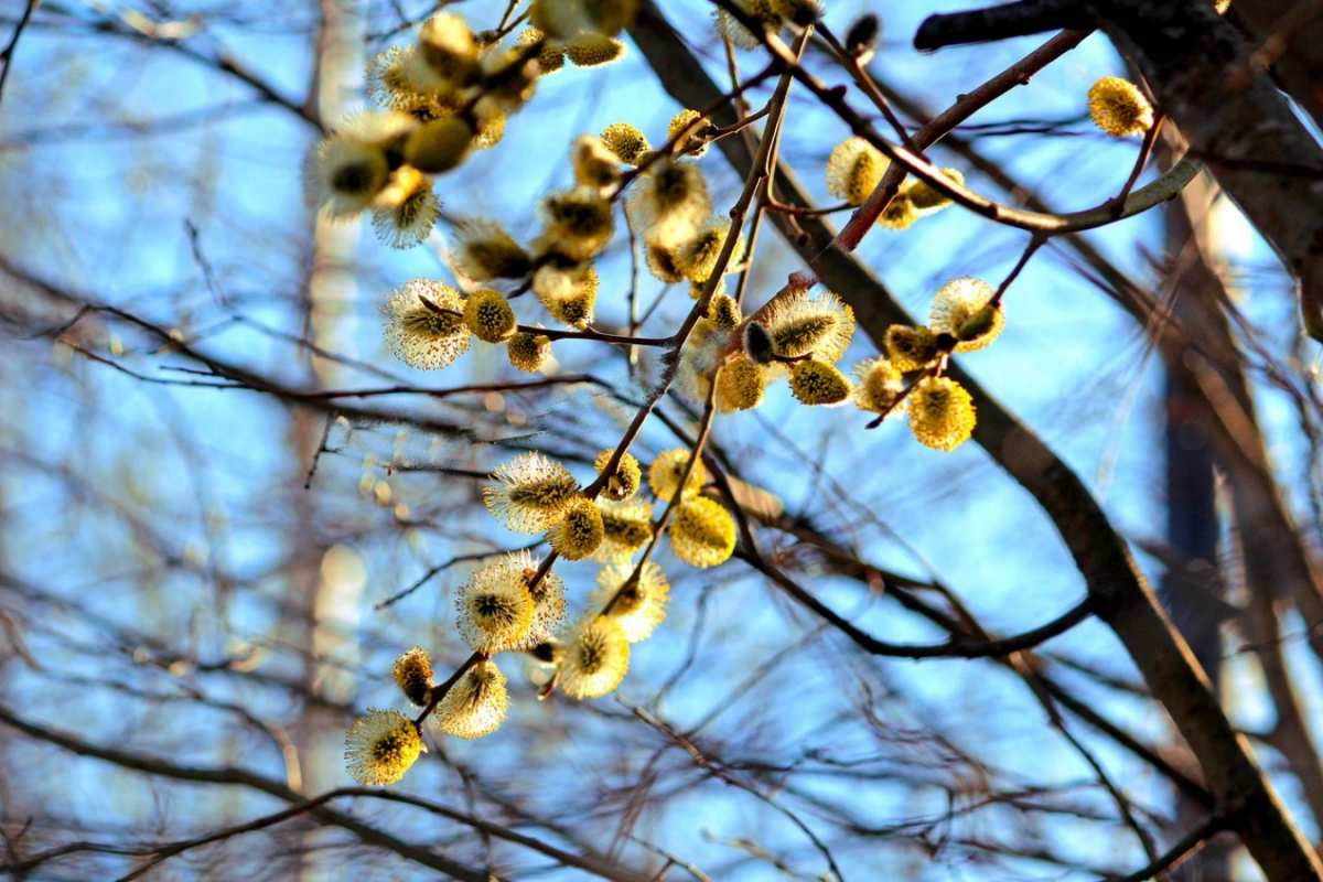 Открытка верба на фоне неба  верба  Mit einem Palmsonntag 