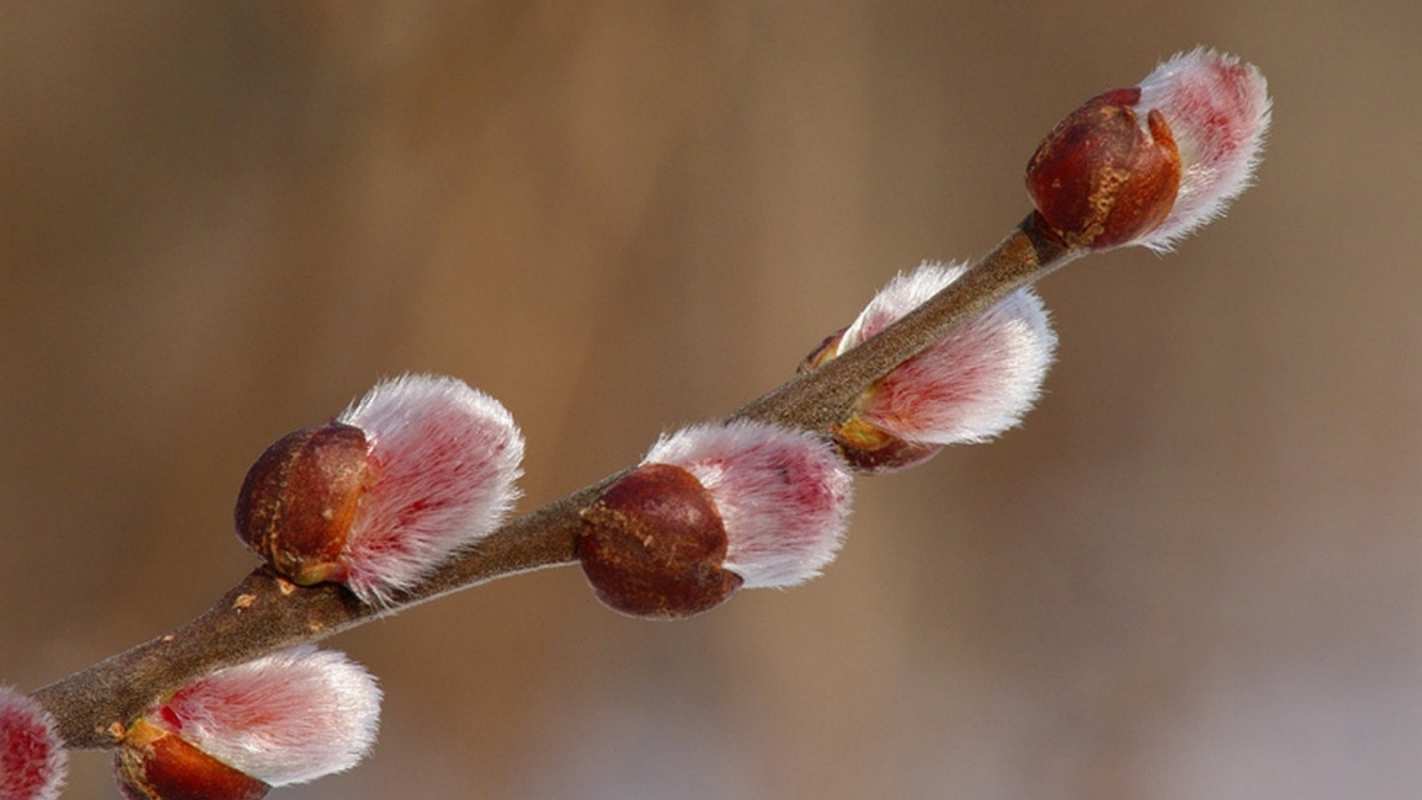Открытка верба крупным планом  верба  Mit einem Palmsonntag 