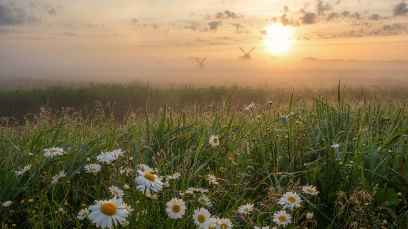 Открытка луг с ромашками  с днем семьи   Mit dem Familientag 