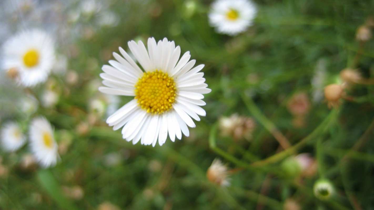 Открытка с днем семьи  с днем семьи   Mit dem Familientag 