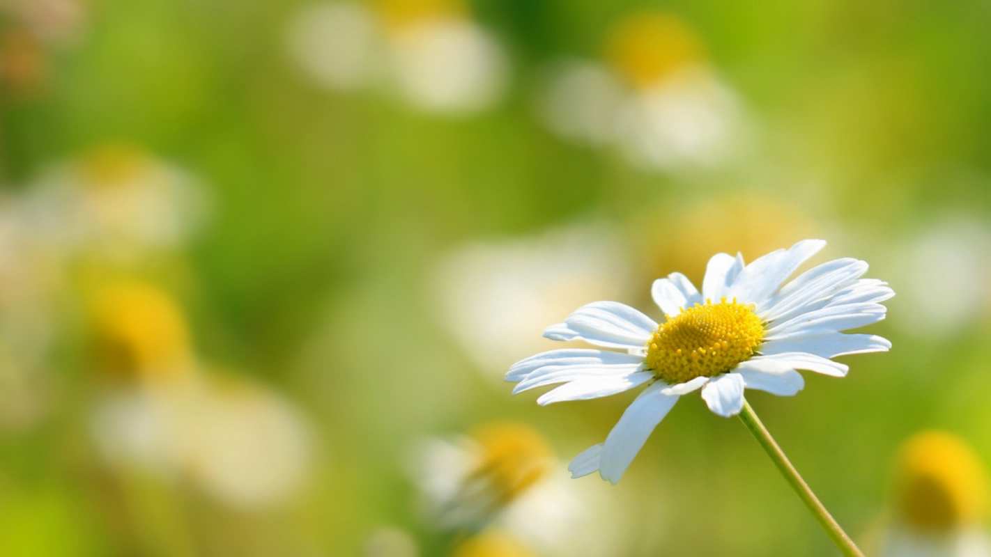 Открытка ромашка 1 с днем семьи  1 Mit dem Familientag 