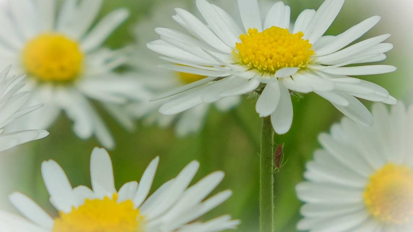 Открытка ромашки 1 с днем семьи  1 Mit dem Familientag 