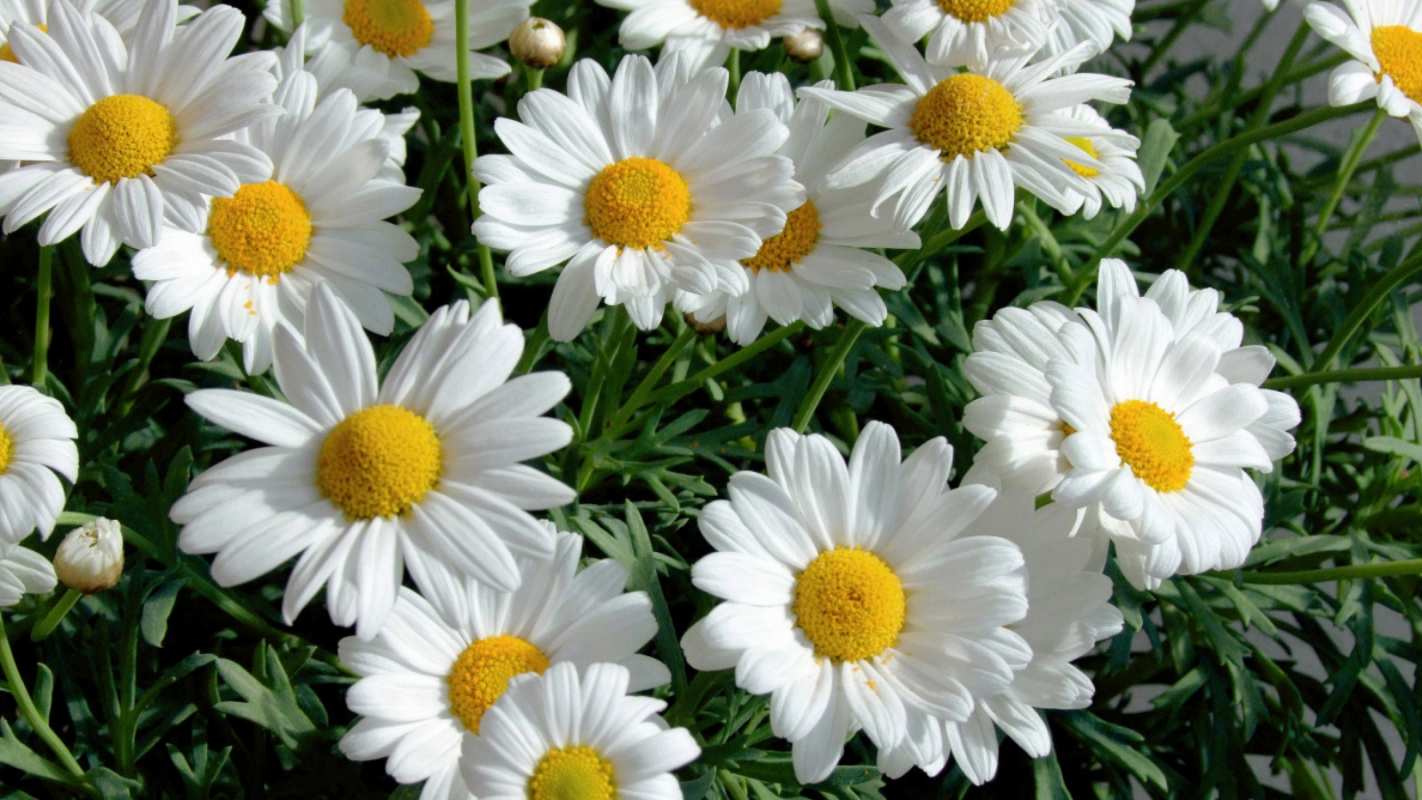 Открытка много ромашек  с днем семьи   Mit dem Familientag 