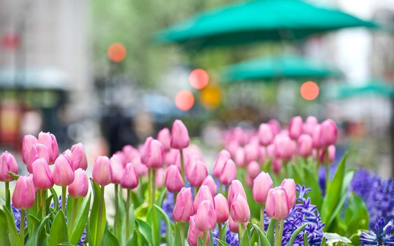 Открытка тюльпаны и цветы  С 1 мая  Am 1. Mai 