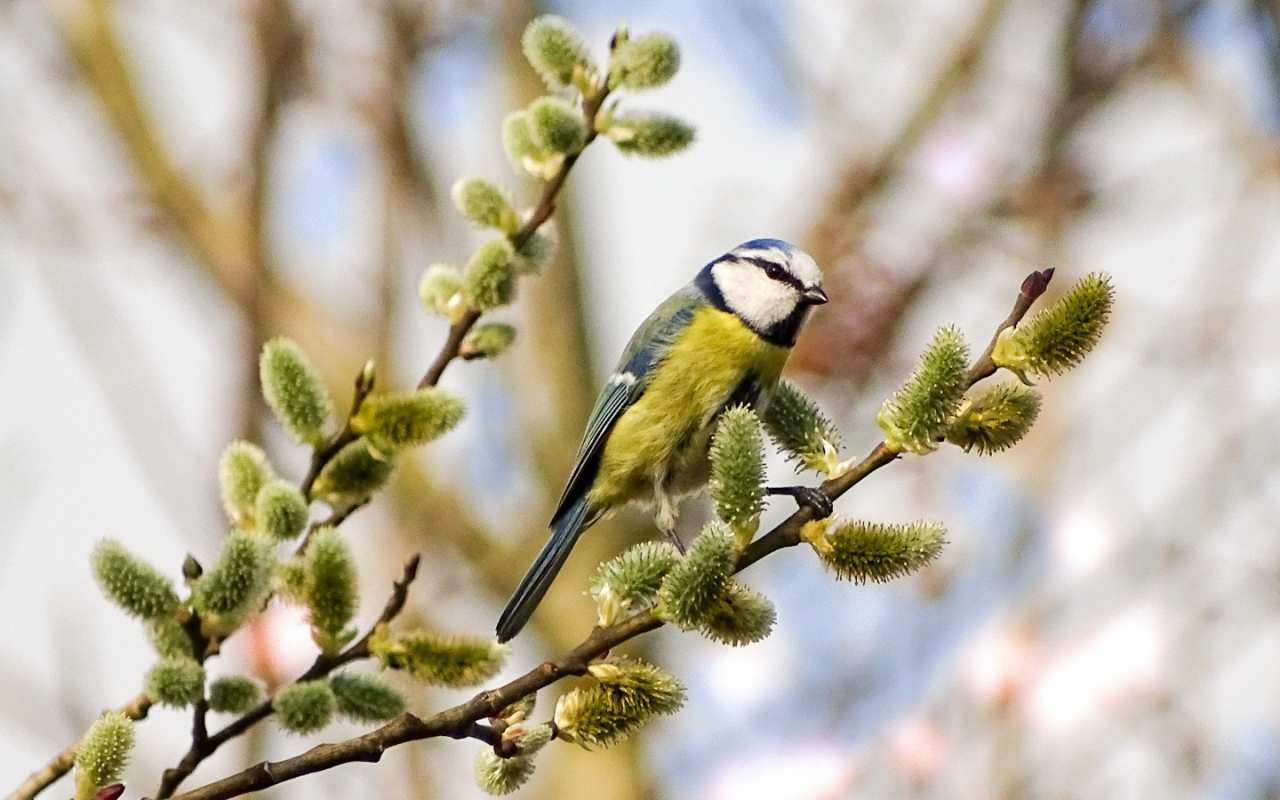 Открытка верба и птичка на ветке  верба  Mit einem Palmsonntag 