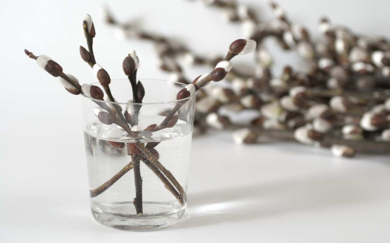 Открытка верба в стакане  верба  Mit einem Palmsonntag 