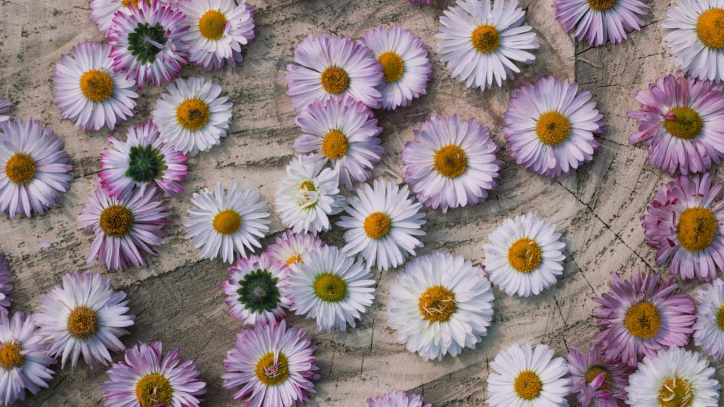 Открытка ромашки раскрашеные  с днем семьи   Mit dem Familientag 