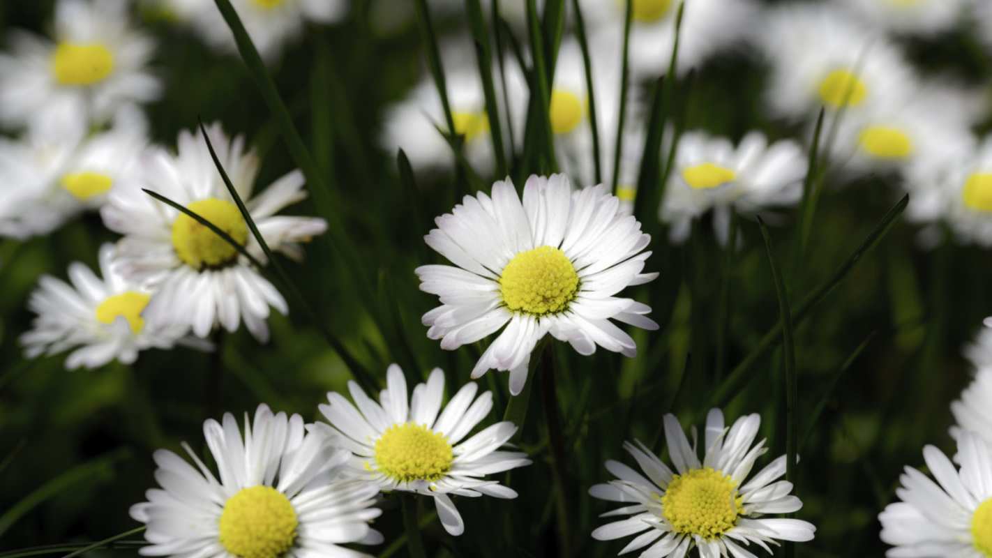 Открытка ромашки 2 с днем семьи  2 Mit dem Familientag 