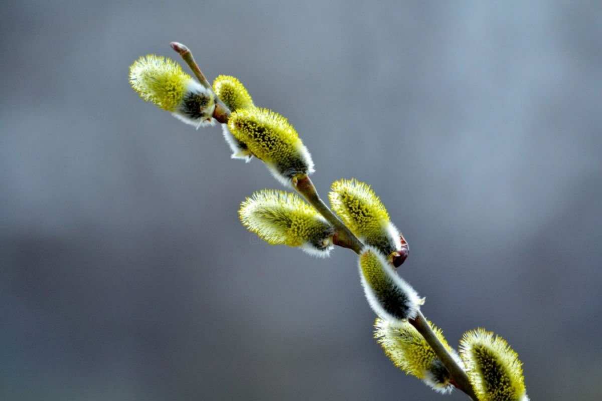 Открытка красивая верба  верба  Mit einem Palmsonntag 
