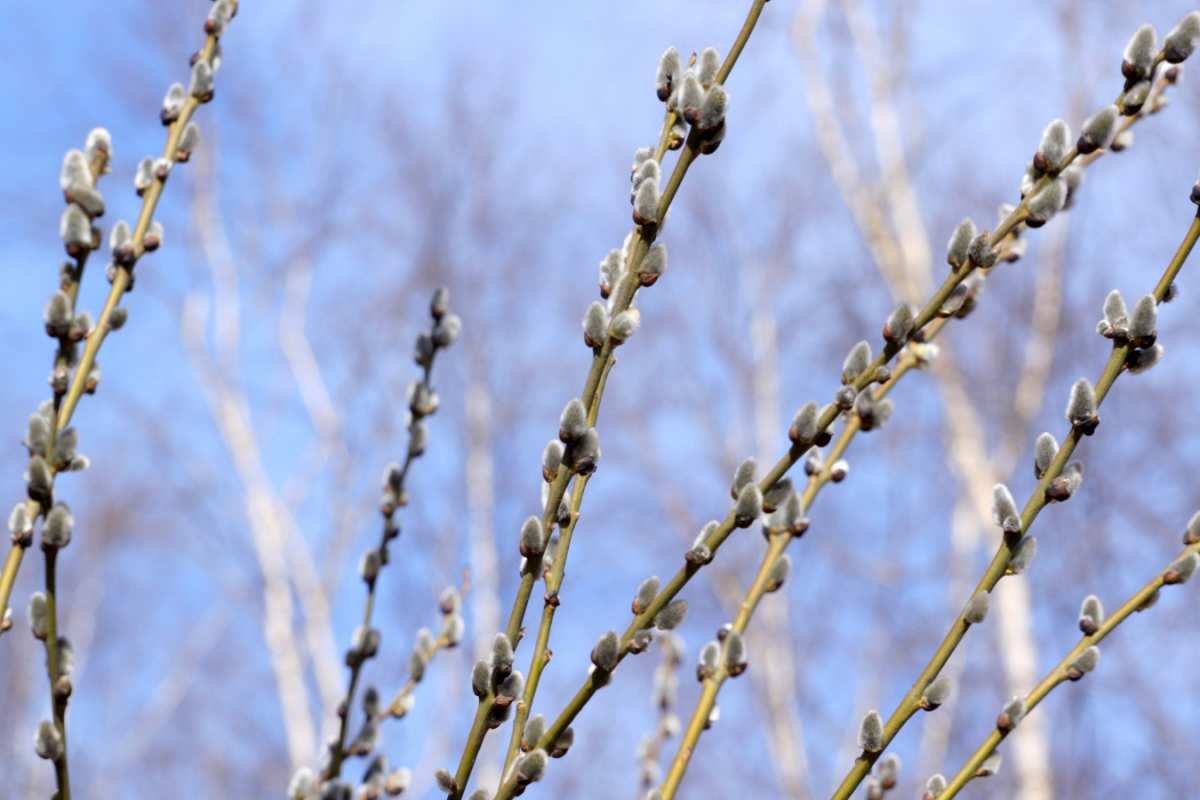 Открытка верба на фоне берез и неба  верба  Mit einem Palmsonntag 