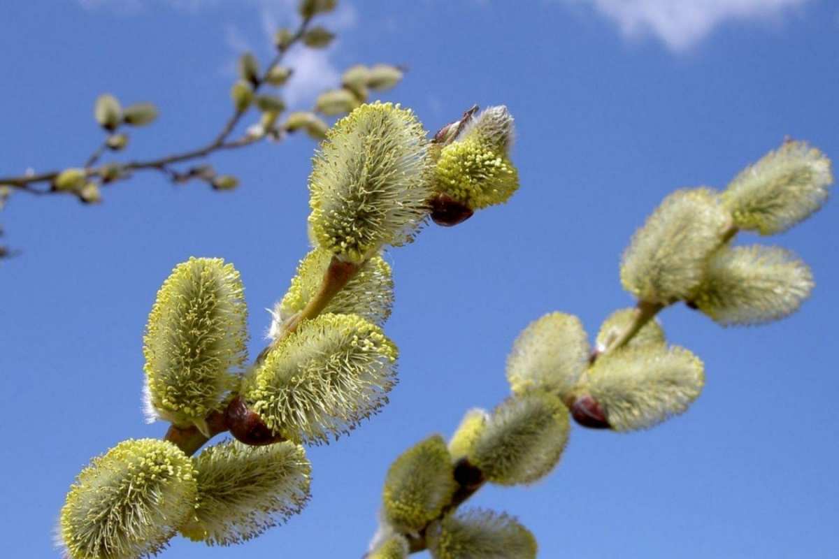 Открытка крупные почки вербы  верба  Mit einem Palmsonntag 