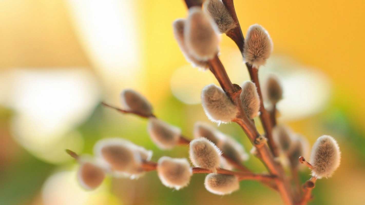 Открытка верба 1 верба 1 Mit einem Palmsonntag 