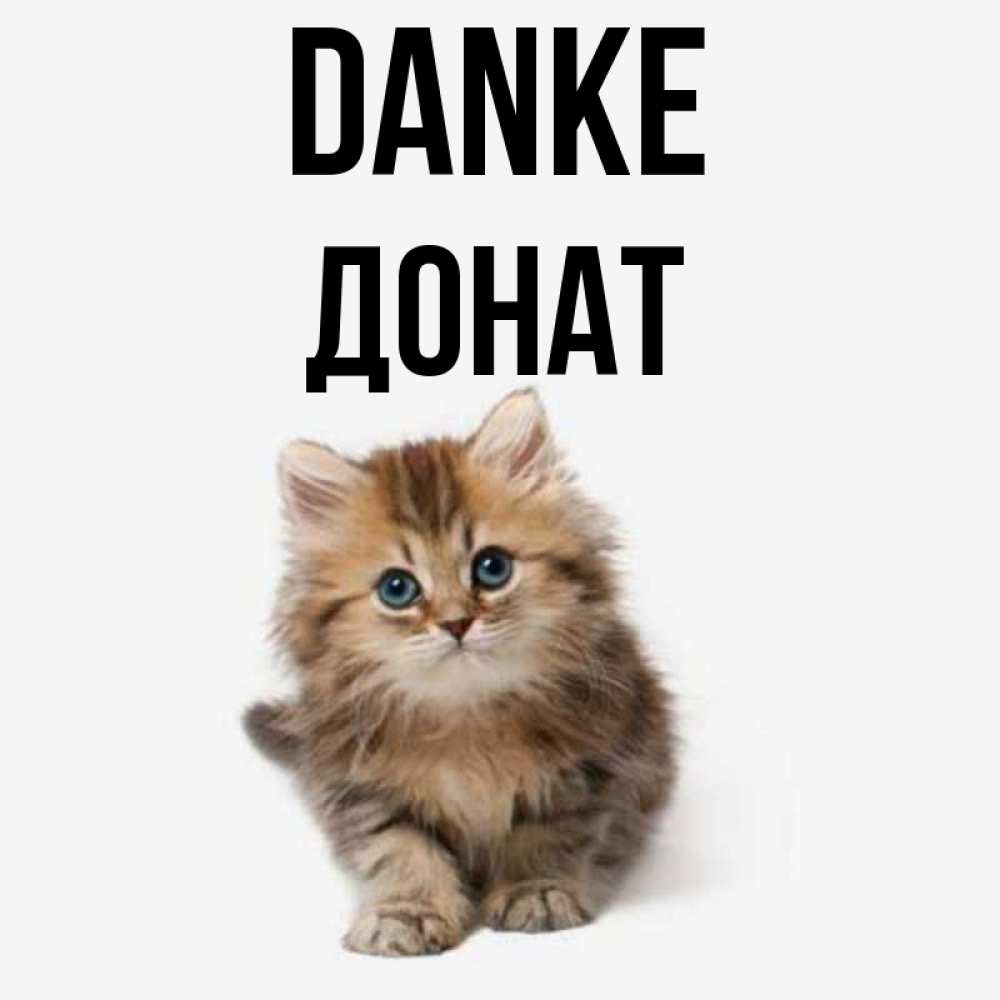 Открытка на каждый день с именем, Донат Danke пушистый котик Прикольная открытка с пожеланием онлайн скачать бесплатно 